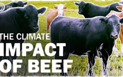 Beef is Bad for the Climate… But How Bad?