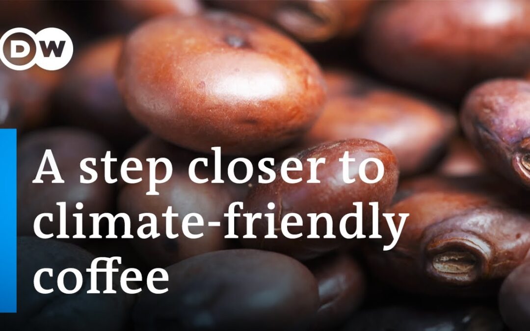 Coffee: The future of coffee growing and production