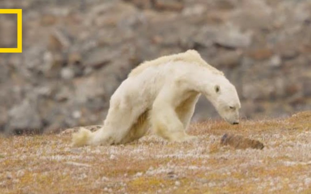 Heart-Wrenching Video: Starving Polar Bear on Iceless Land