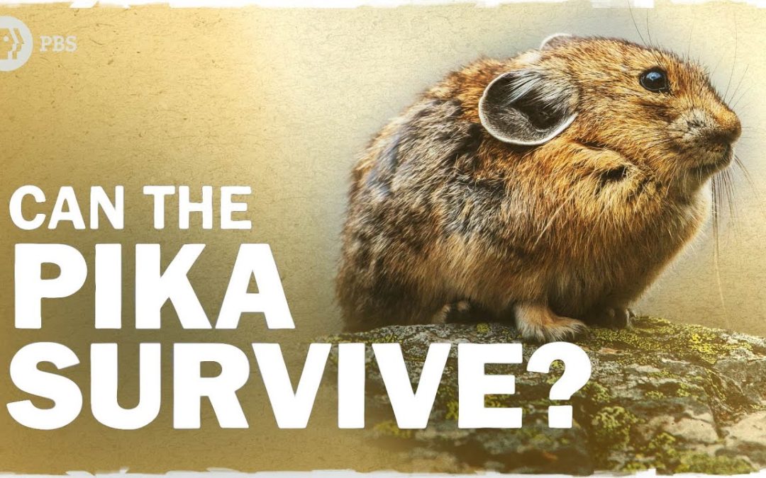 How the Pika Adapts to Climate Change