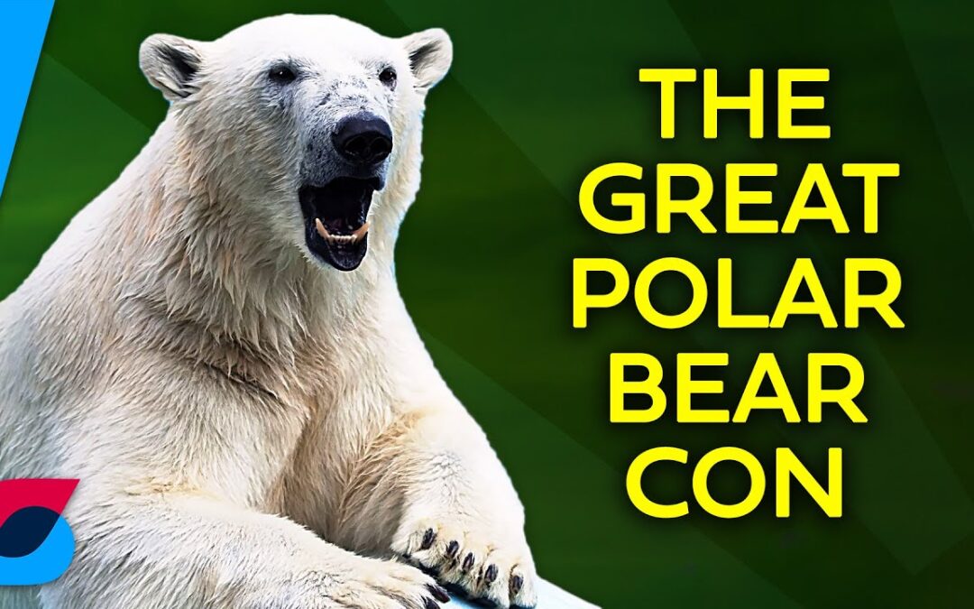 If the world is warming, why are there more polar bears now?