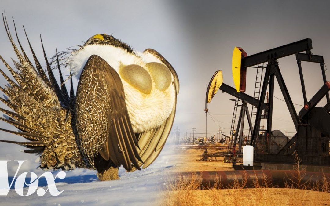 This goofy bird vs. the fossil fuel industry