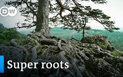 Will roots save the world?